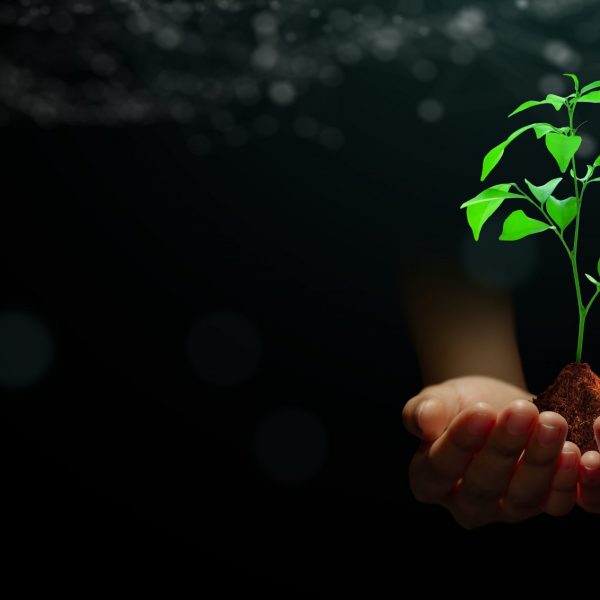 Hand holding young plant with soil on abstract green background with technology wireframe. Nature technology, Ethics, Saving environment, Ecology, Eco earth day Concept.