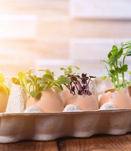Microgreen sprouts in eggshells in a cardboard tray. Easter decorations. Easter egg. Stylish rural still life. Zero Waste Concept.