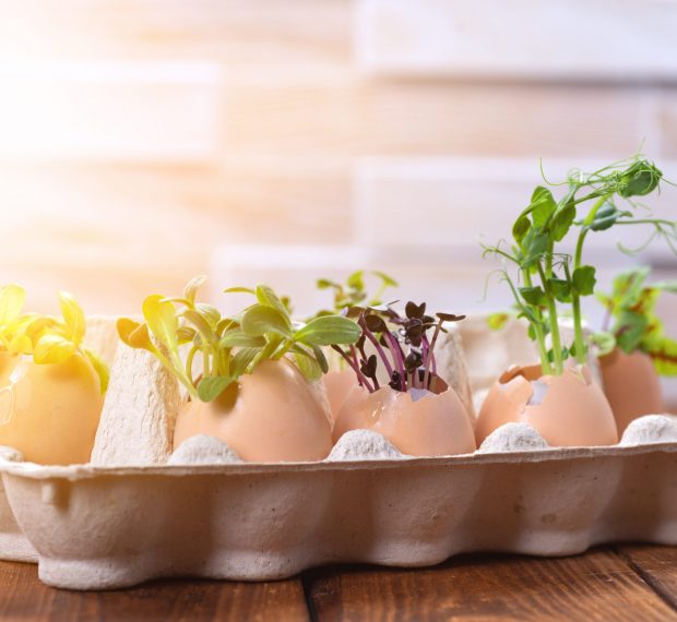 Microgreen sprouts in eggshells in a cardboard tray. Easter decorations. Easter egg. Stylish rural still life. Zero Waste Concept.